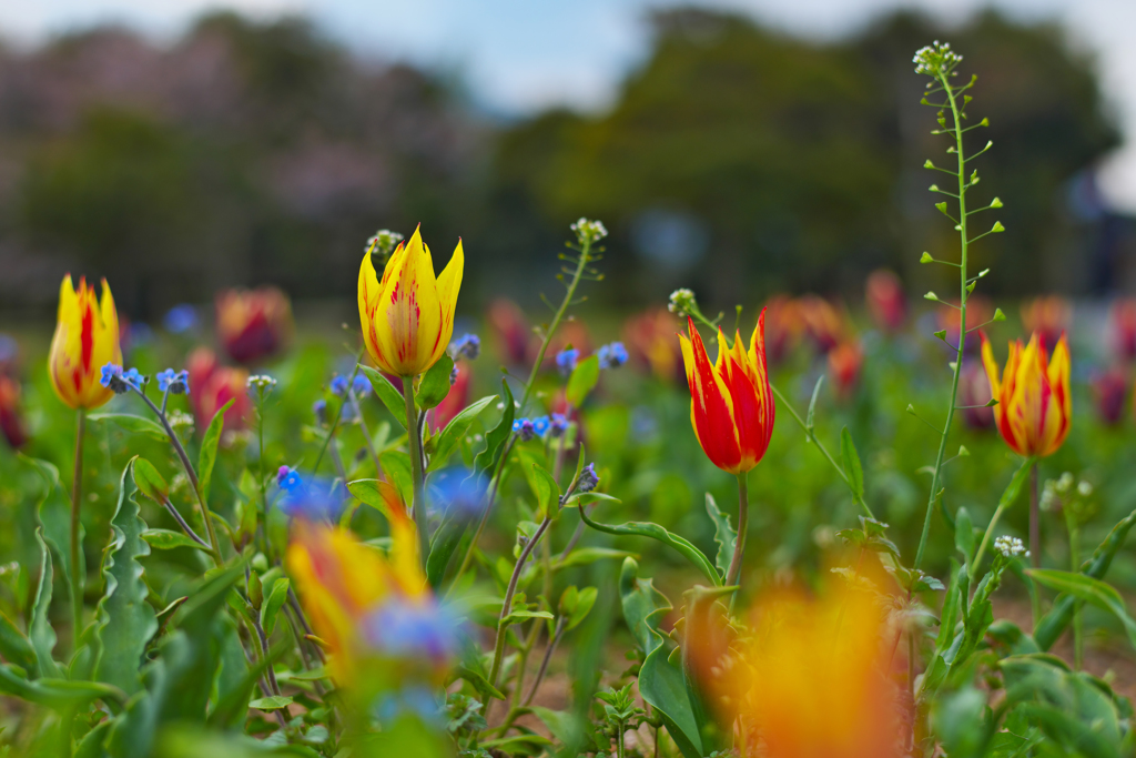 チュウリップ・５