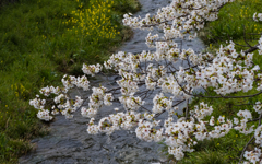 桜・１＿２