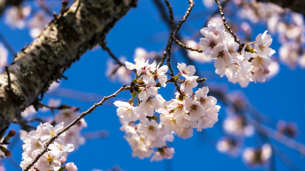 桜・維新公園３