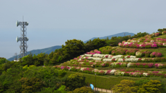 大平山 山頂公園のツツジ＿１９・５