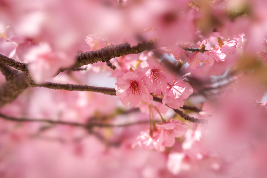 河津桜・２＿４