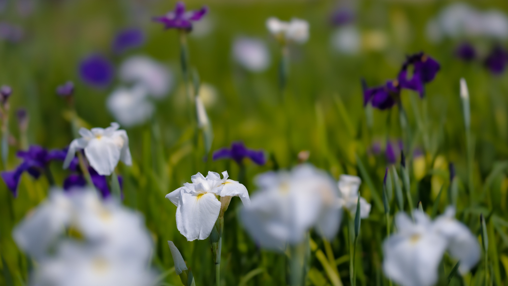 花菖蒲＿５
