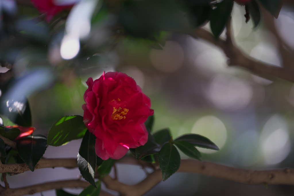 山茶花＿４