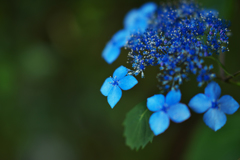 アジサイ・３４