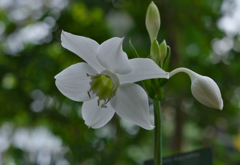 アマゾンリリー