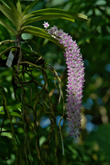 Rhynchostylis retusa