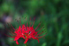 曼珠沙華・２