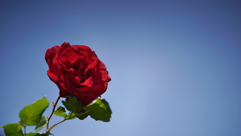 春バラ・３０＿３３