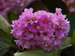 ヒマラヤユキノシタ１