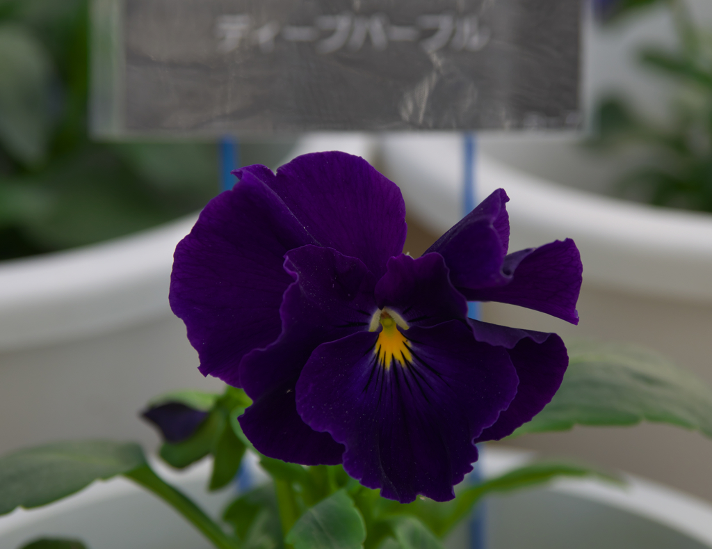 ディープパープル