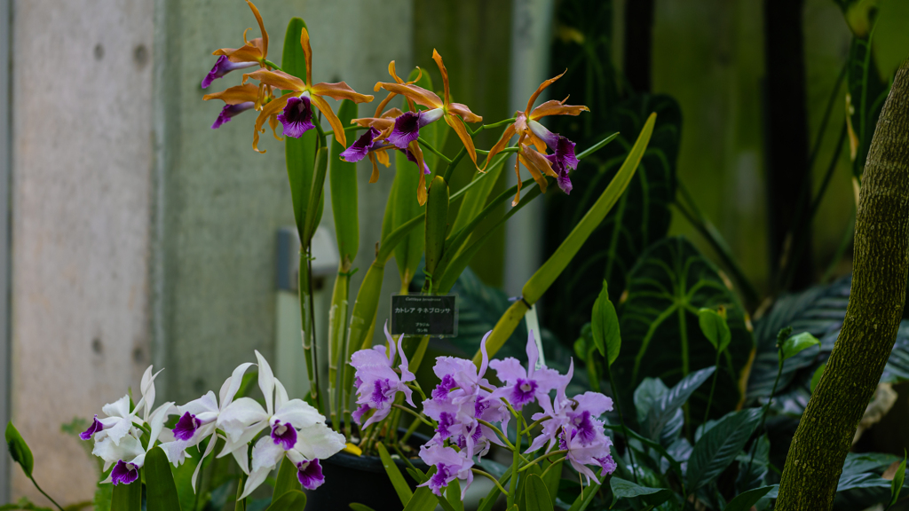 カトレア　テネブロッサ