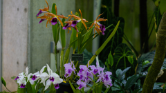 カトレア　テネブロッサ