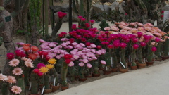 サボテンの花３０＿３