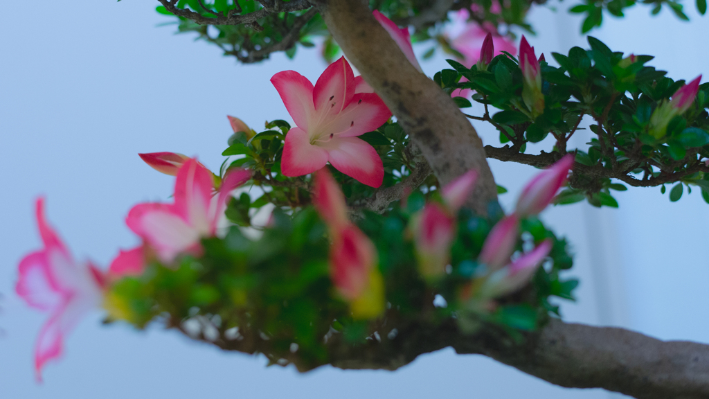 さつき・花柄３