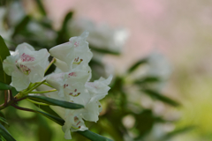 石楠花・７