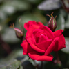 薔薇・３＿２