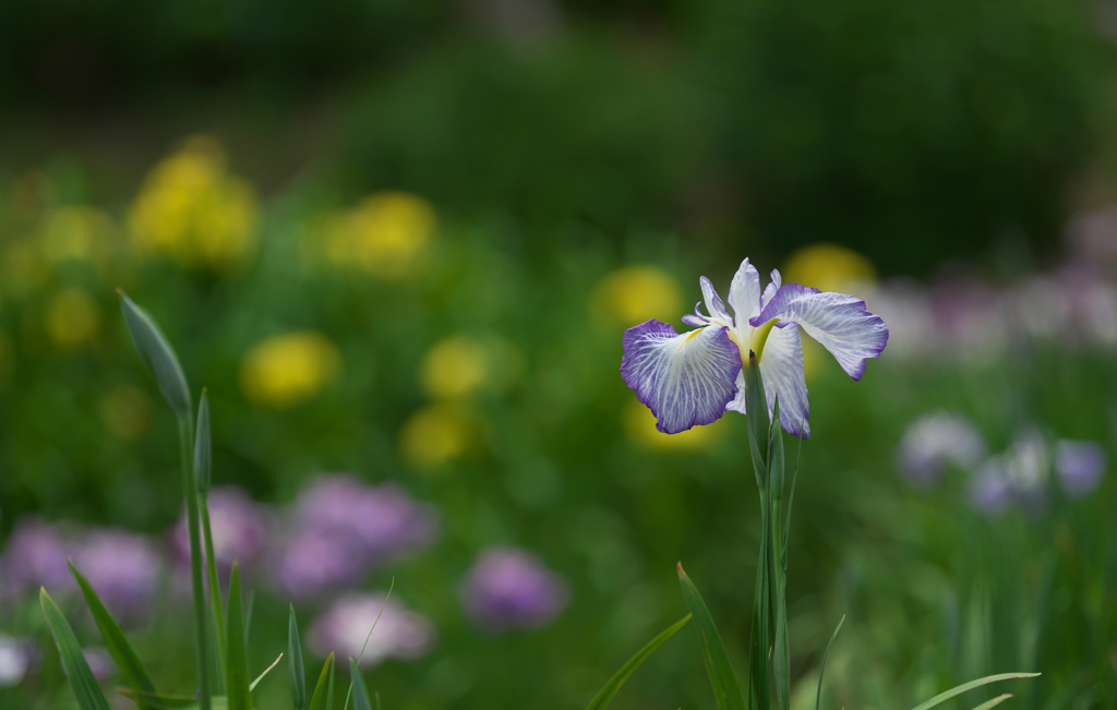 花菖蒲・４＿３