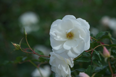 薔薇・３０＿７