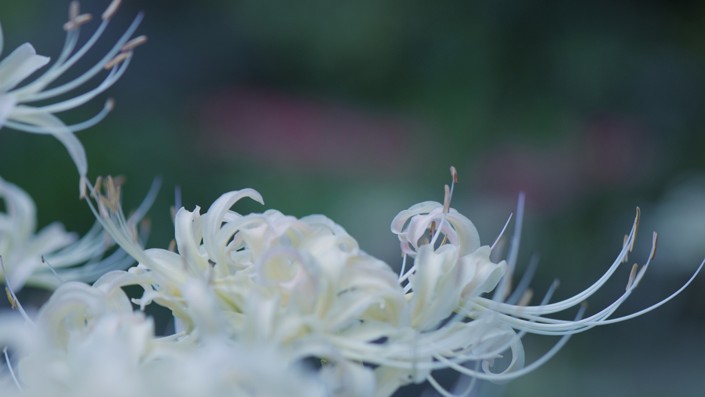 彼岸花・３７