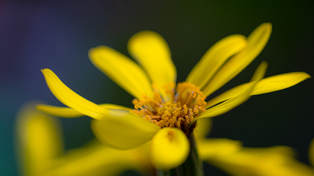 石蕗の花＿２