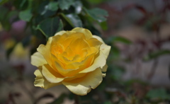 春バラ・３０＿２３