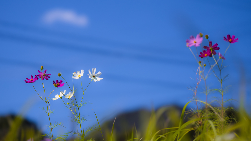 秋　桜・２２＿１８