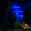 チームラボ・ときわ公園 ２０１９＿７