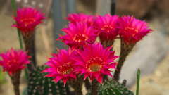 サボテンの花・１１