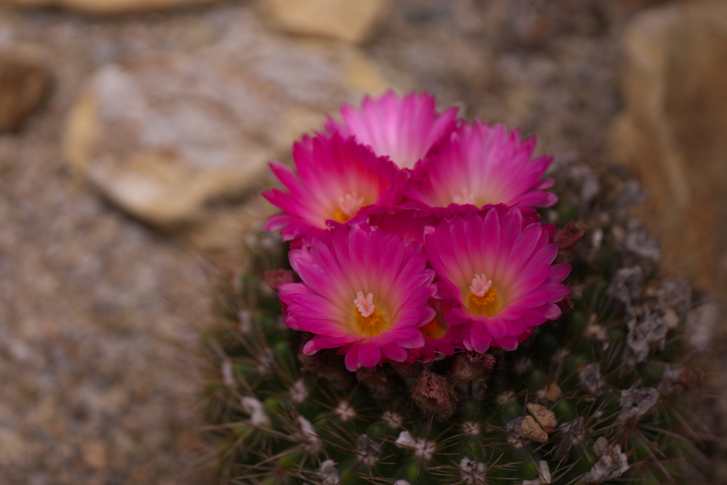 サボテンの花・２９