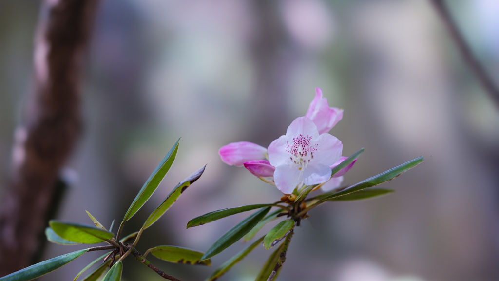 石楠花・１１