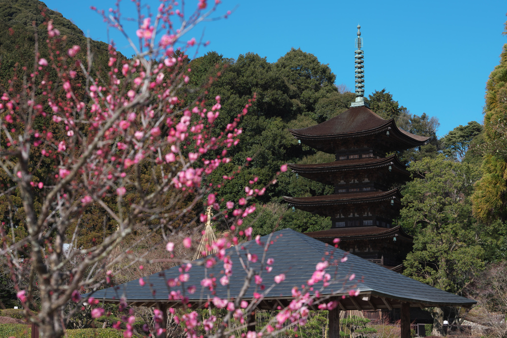 梅花と五重塔＿７