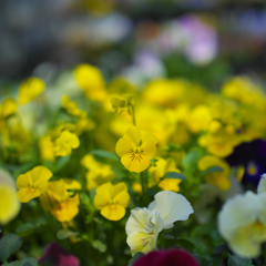 パンジー・４４