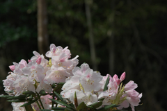 石楠花・１４
