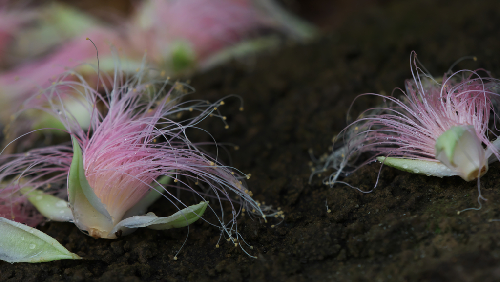 サガリバナ（雄しべ）