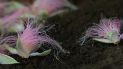 サガリバナ（雄しべ）