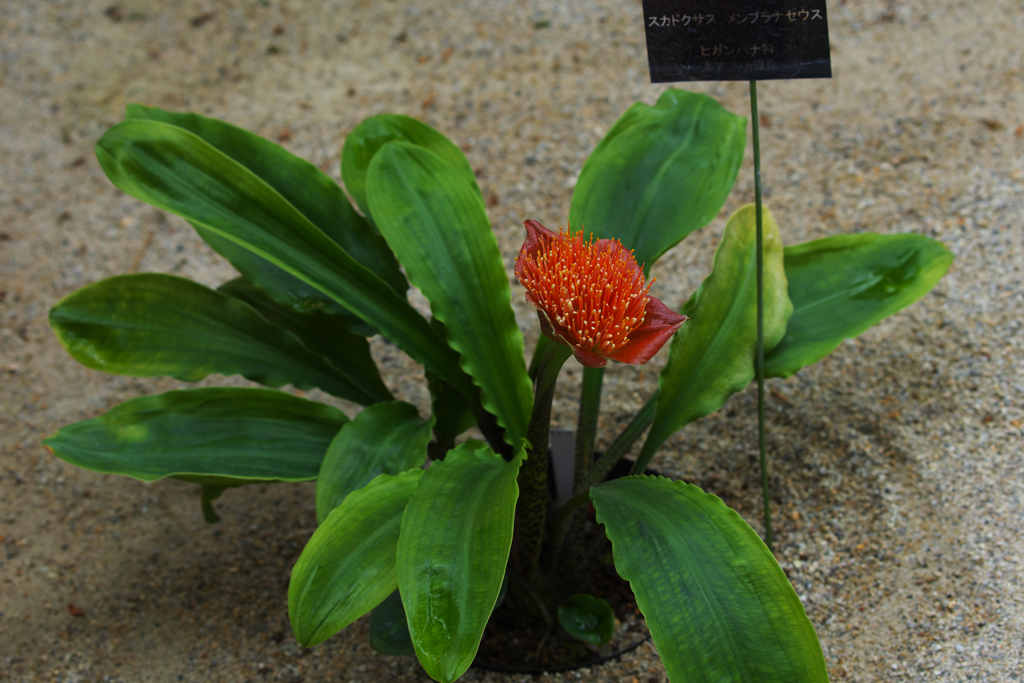 スカドクサス　メンブラナセウス