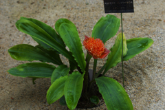 スカドクサス　メンブラナセウス