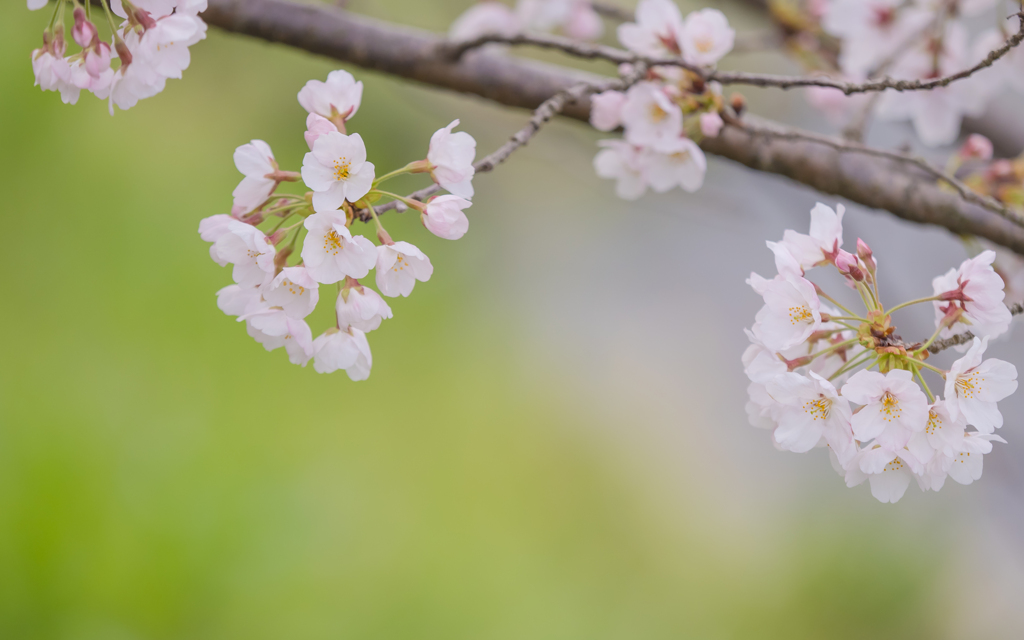 桜・４＿４