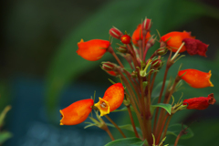 グロキシニア　シルヴァティカ