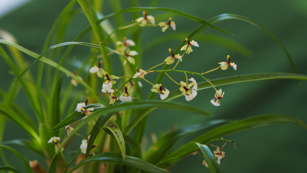 秋のラン ’１８＿１８