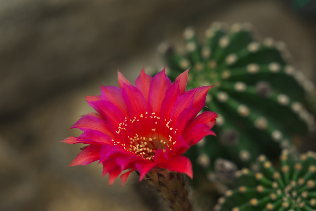 サボテンの花・８