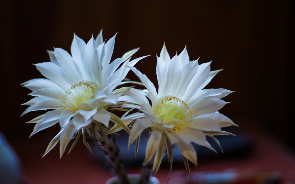 サボテンの花＿５