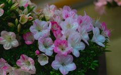 さつき・花柄９