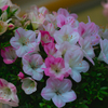 さつき・花柄９