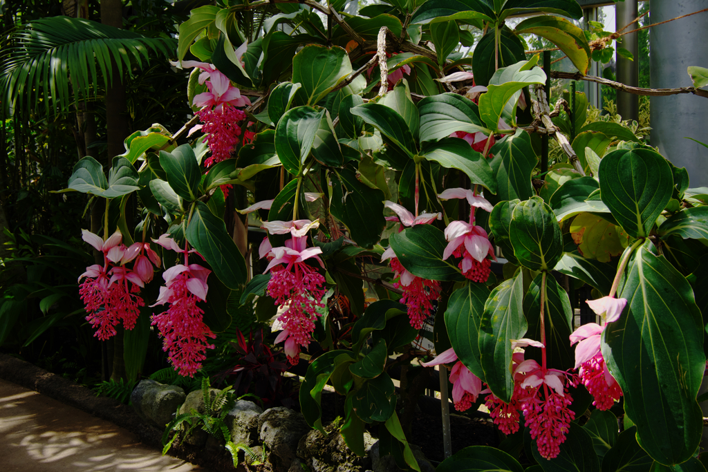 メディニラ  マグニフィカ