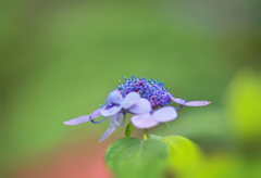 アジサイ・２４