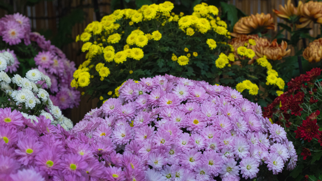 菊　花＿９