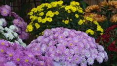 菊　花＿９