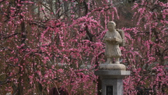 枝垂れ梅・２９