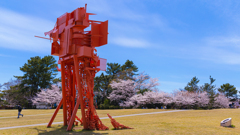 桜・ときわ公園８